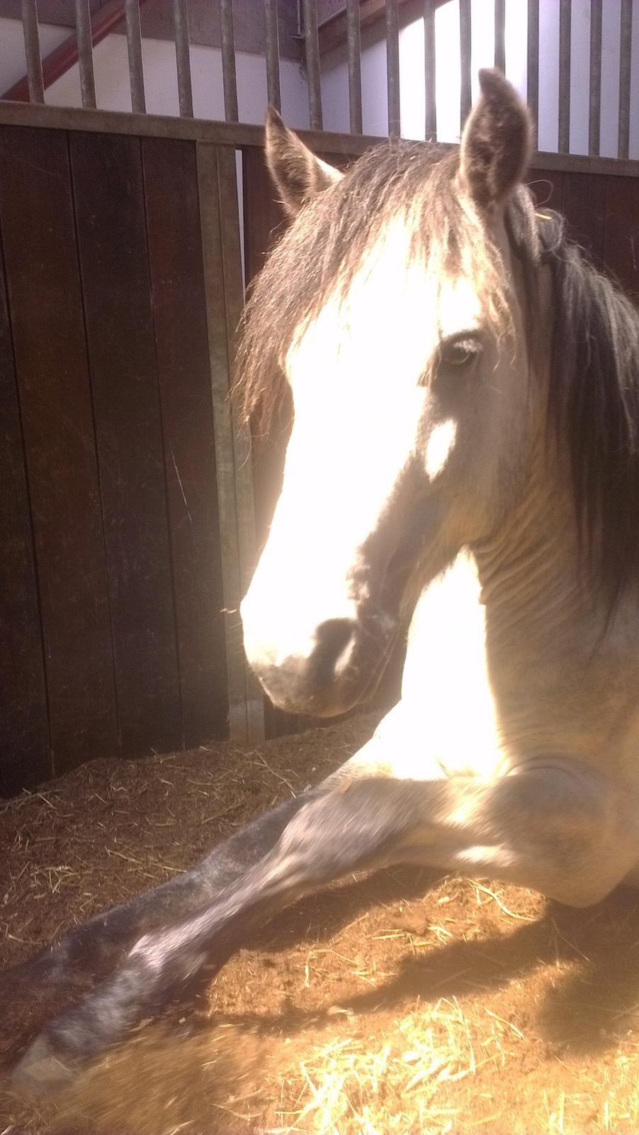 Connemara <3Asasara Hugin<3 billede 16