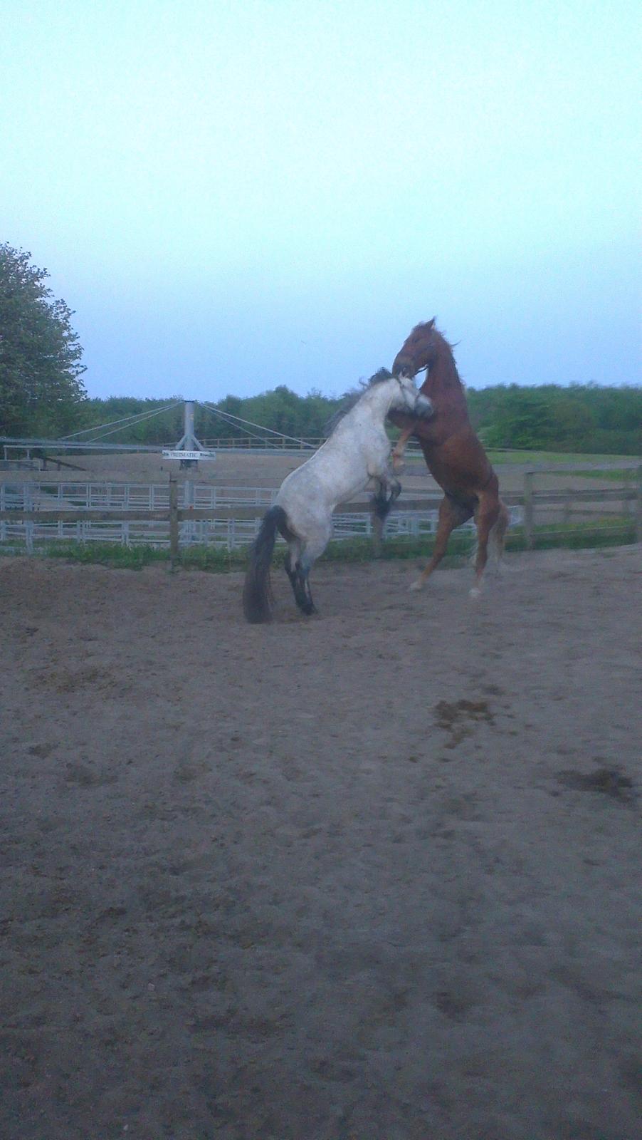 Connemara <3Asasara Hugin<3 billede 17