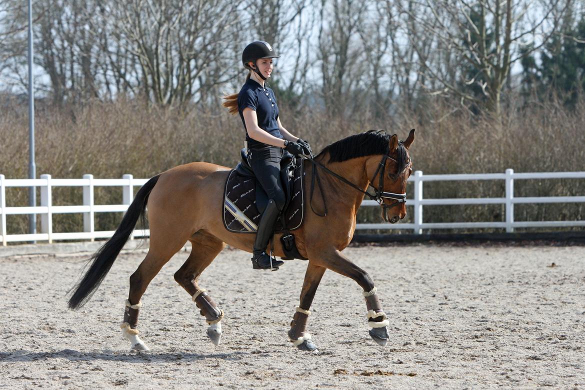 Tysk Sportspony HB Dreamgirl billede 13