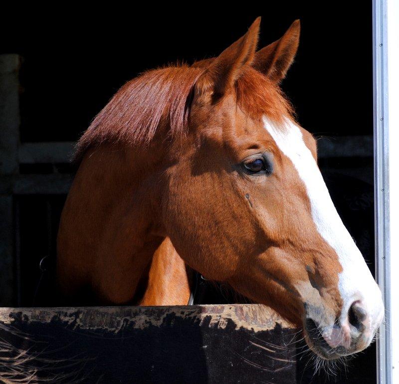 Dansk Varmblod Ibi Delight - Lillepot Maj 2013 billede 1
