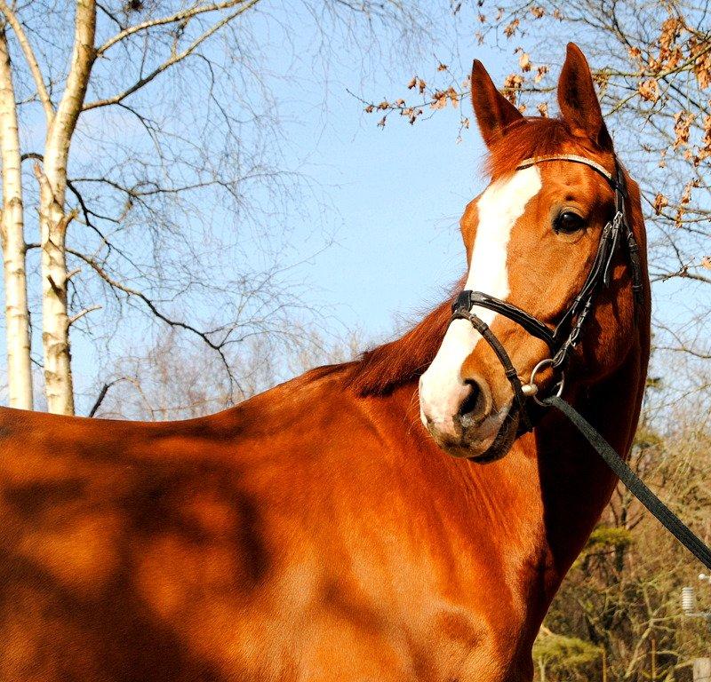 Dansk Varmblod Ibi Delight - Lillepot maj 2013
 billede 14