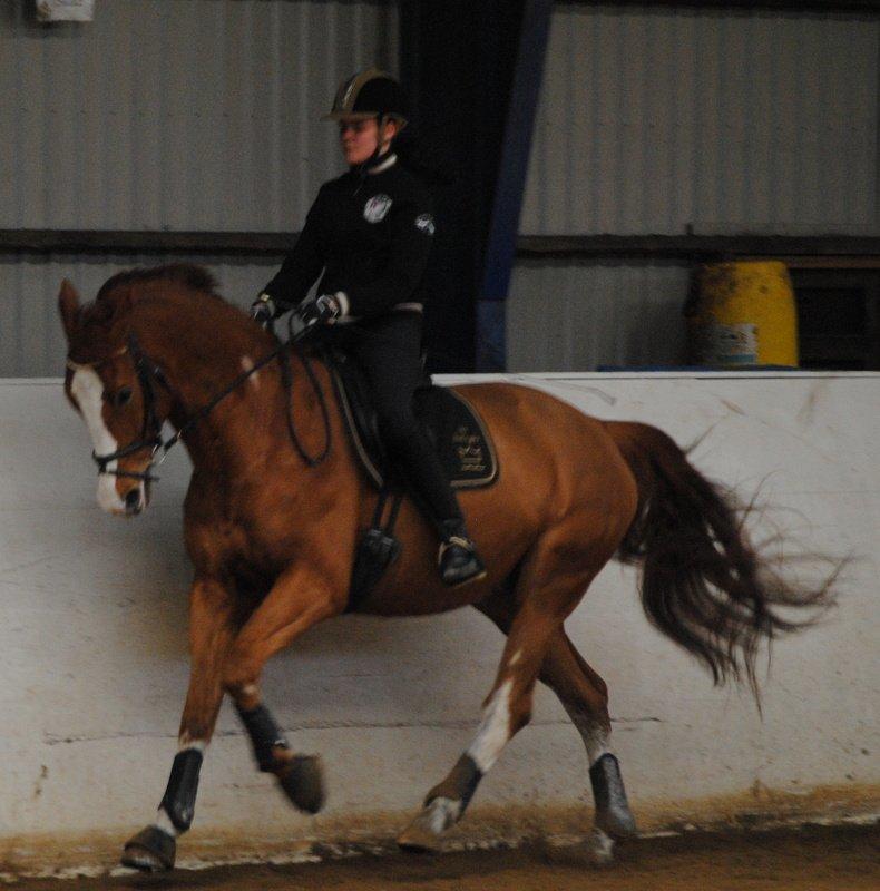 Dansk Varmblod Ibi Delight - Træning marts 2013 billede 19