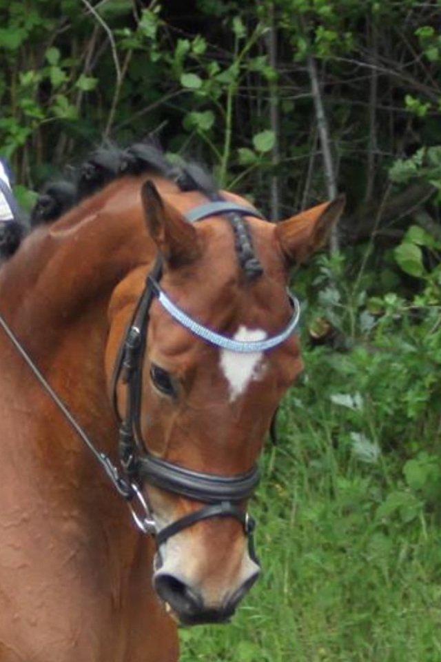 Trakehner Anastasia billede 1