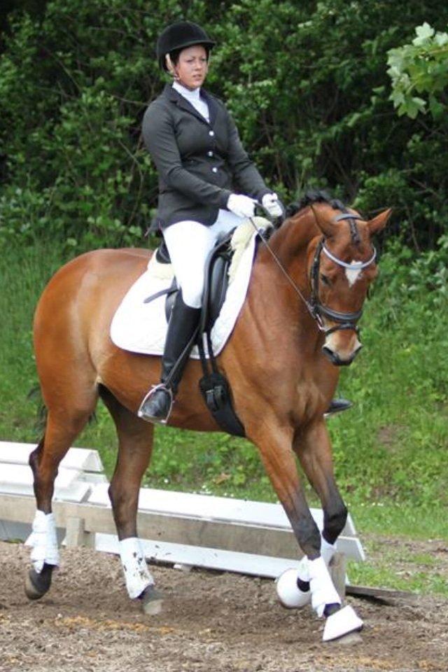 Trakehner Anastasia billede 2