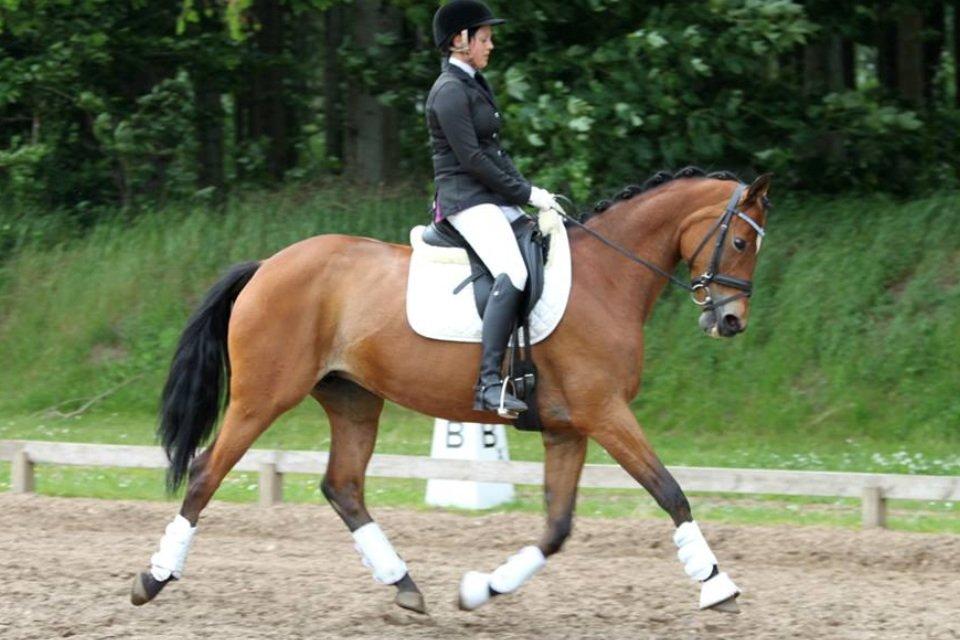 Trakehner Anastasia billede 3