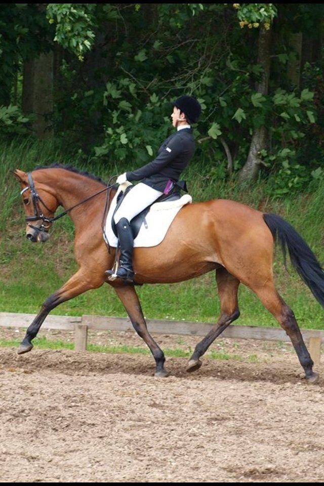 Trakehner Anastasia billede 4