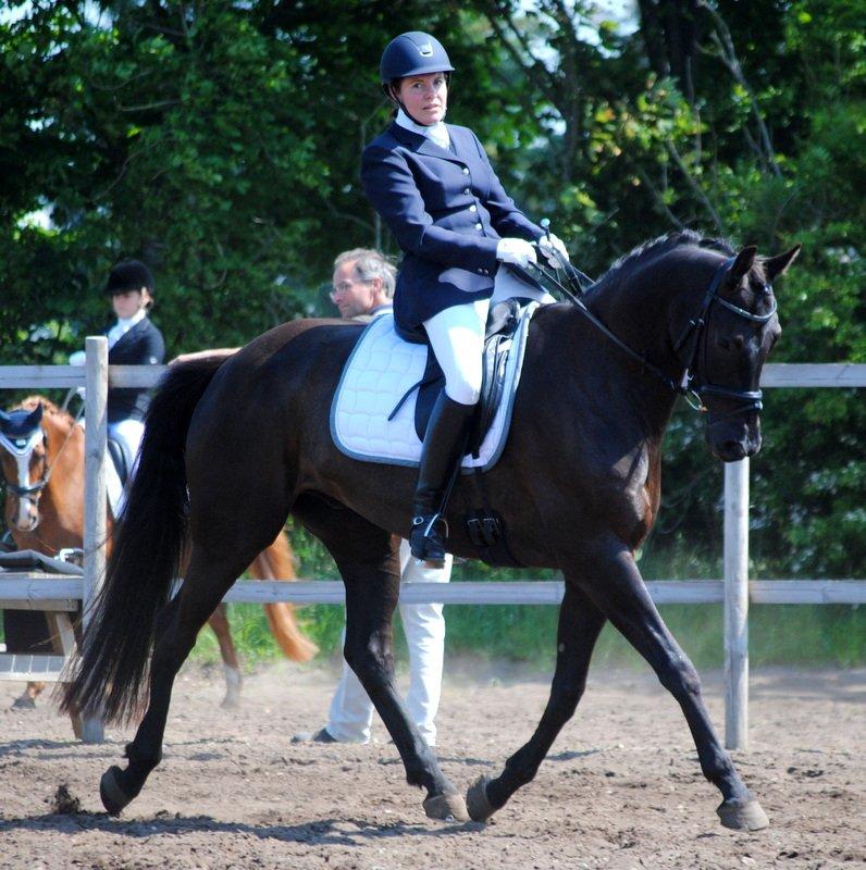 Trakehner V-Power Horsebo - Opvarmning billund juni 2013 billede 16