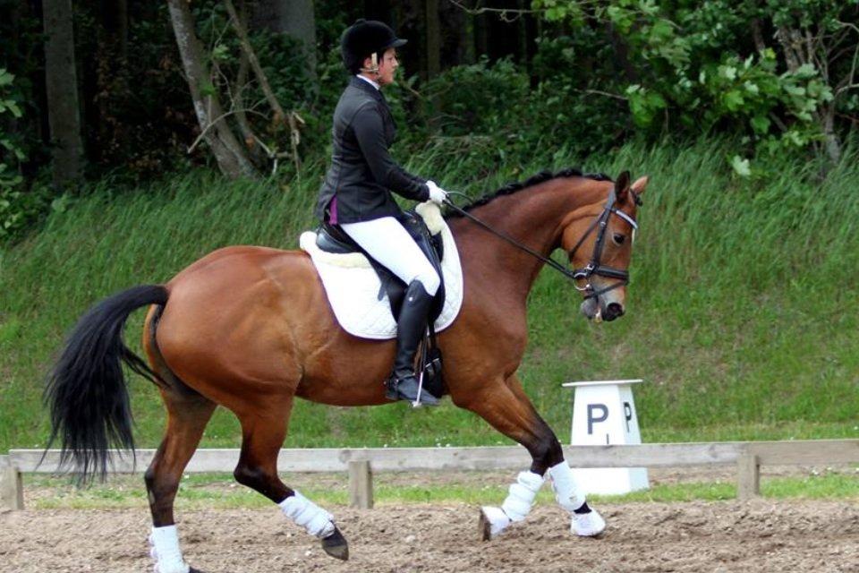 Trakehner Anastasia billede 6