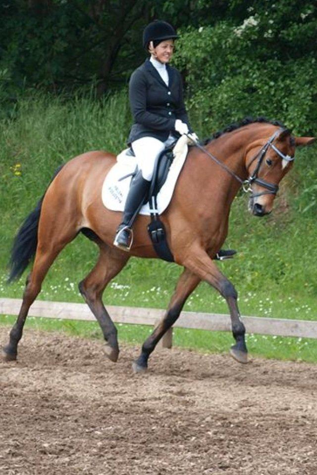 Trakehner Anastasia billede 7
