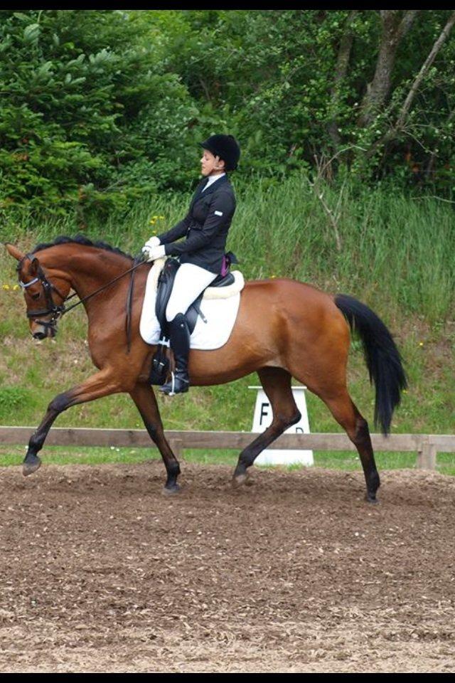 Trakehner Anastasia billede 8