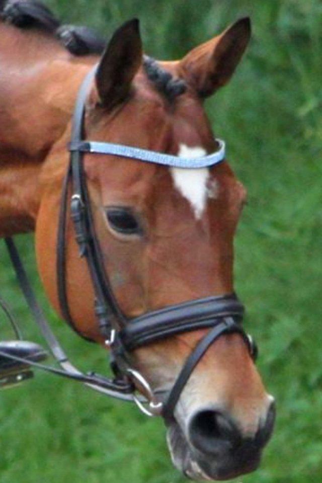 Trakehner Anastasia billede 9