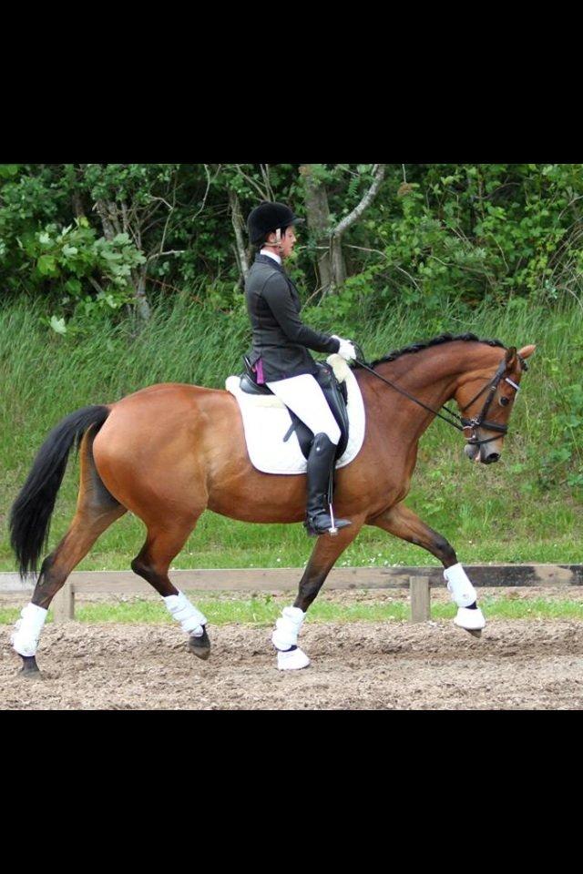 Trakehner Anastasia billede 10