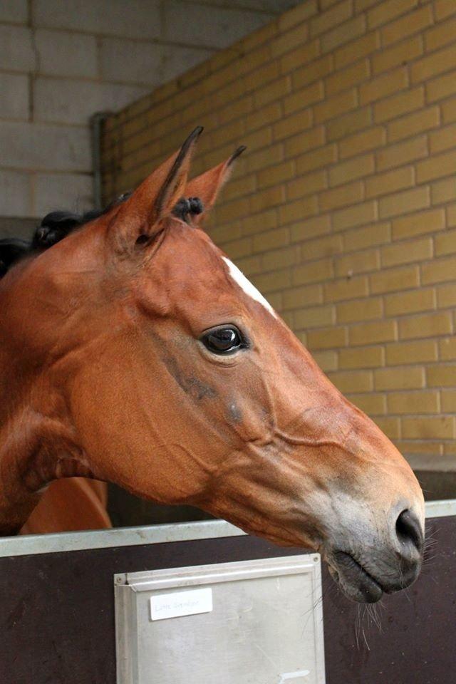 Trakehner Anastasia billede 11