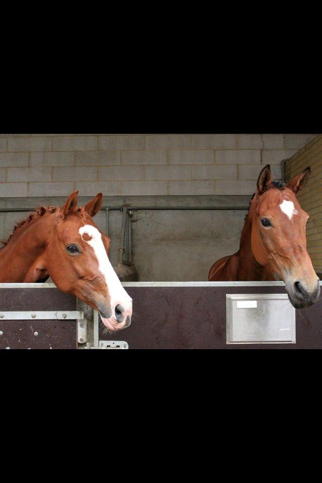 Trakehner Anastasia billede 12