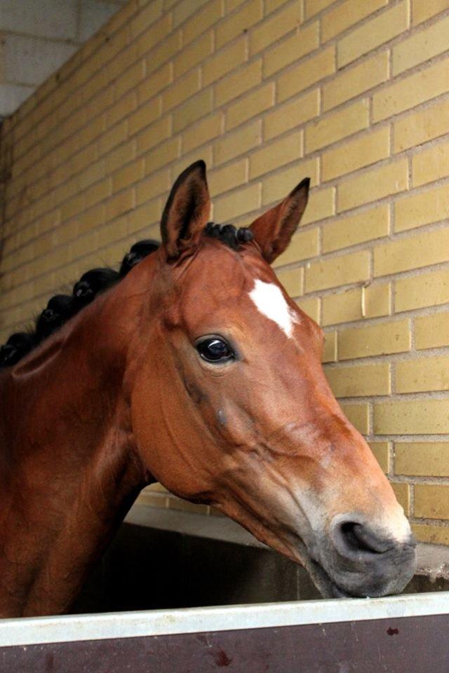 Trakehner Anastasia billede 13