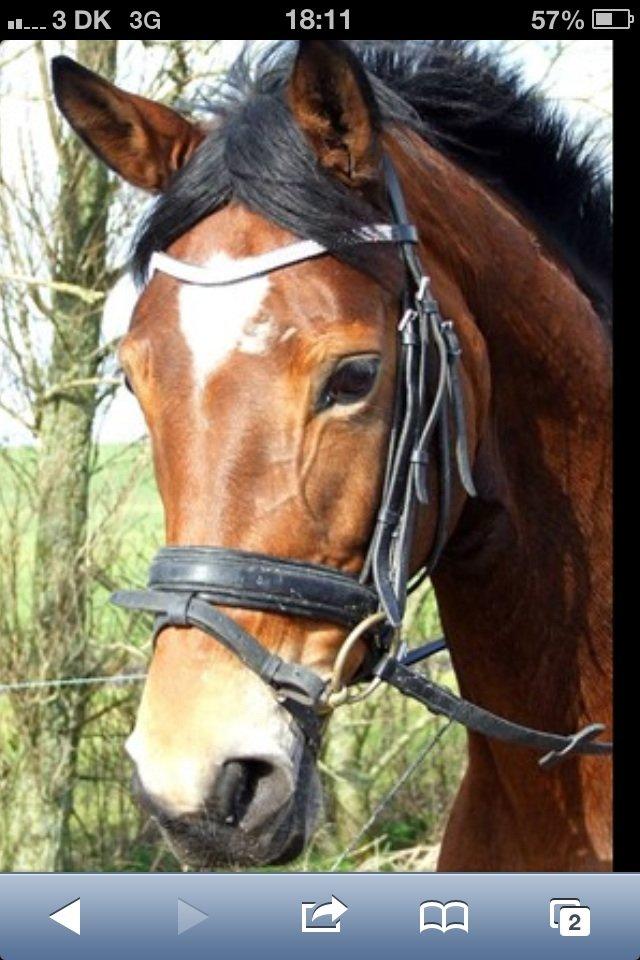 Trakehner Anastasia billede 14