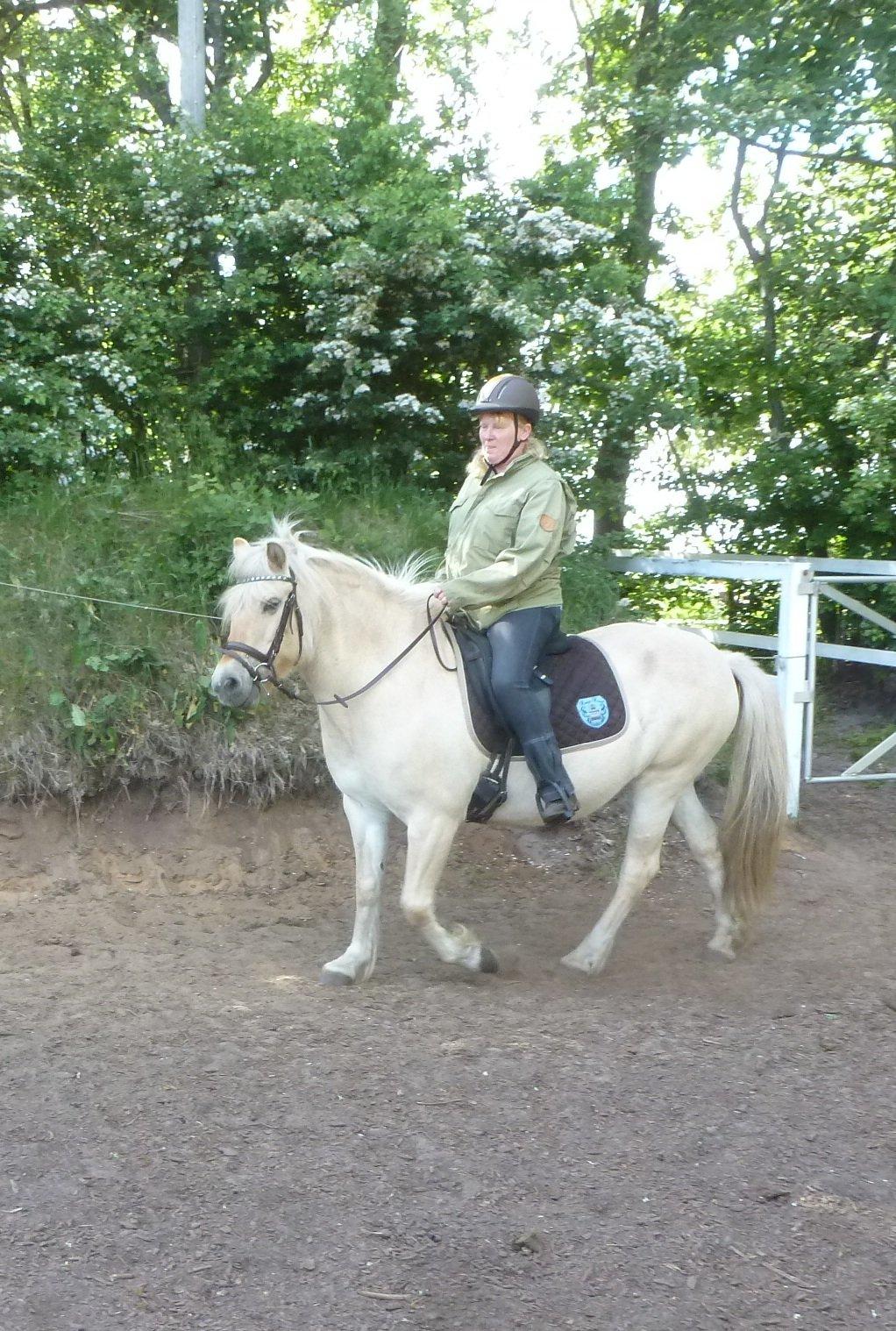 Anden særlig race Islænder miks Tøssen billede 10