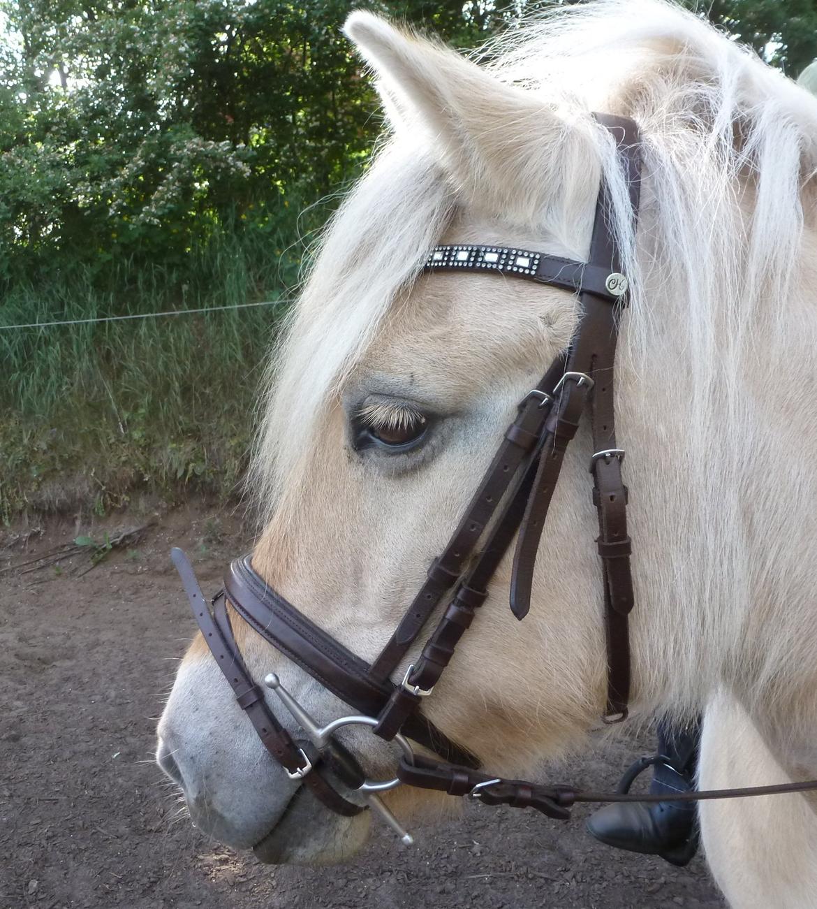 Anden særlig race Islænder miks Tøssen billede 11