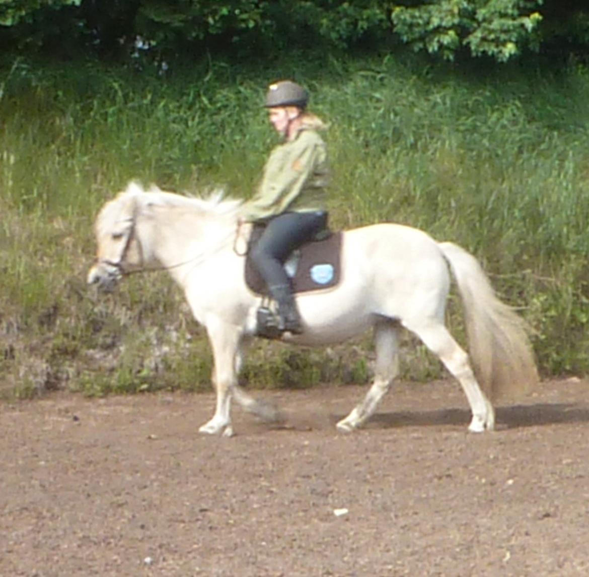 Anden særlig race Islænder miks Tøssen billede 12