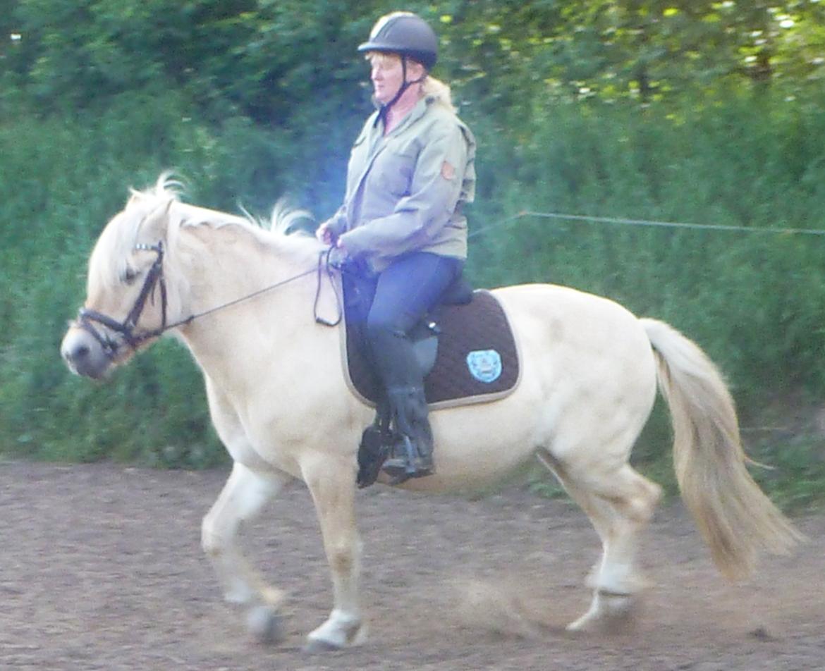 Anden særlig race Islænder miks Tøssen billede 13