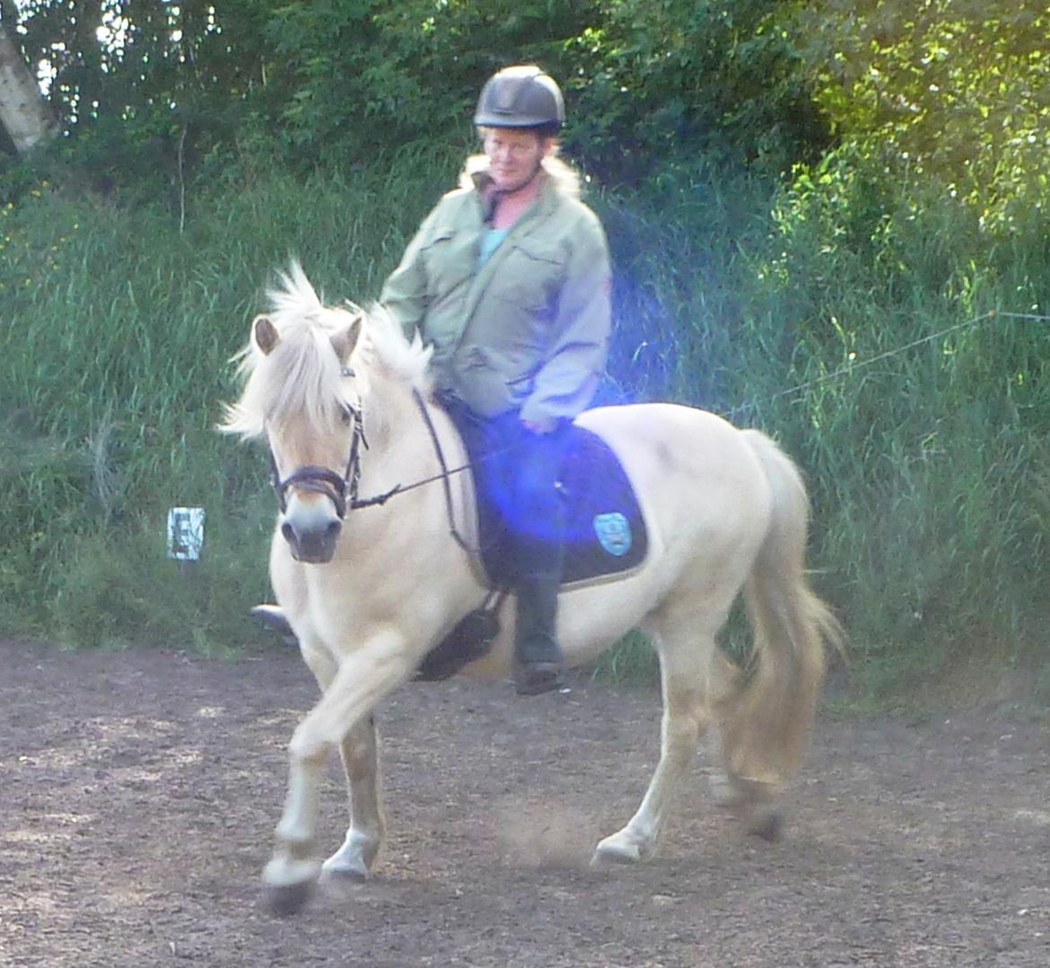 Anden særlig race Islænder miks Tøssen billede 14