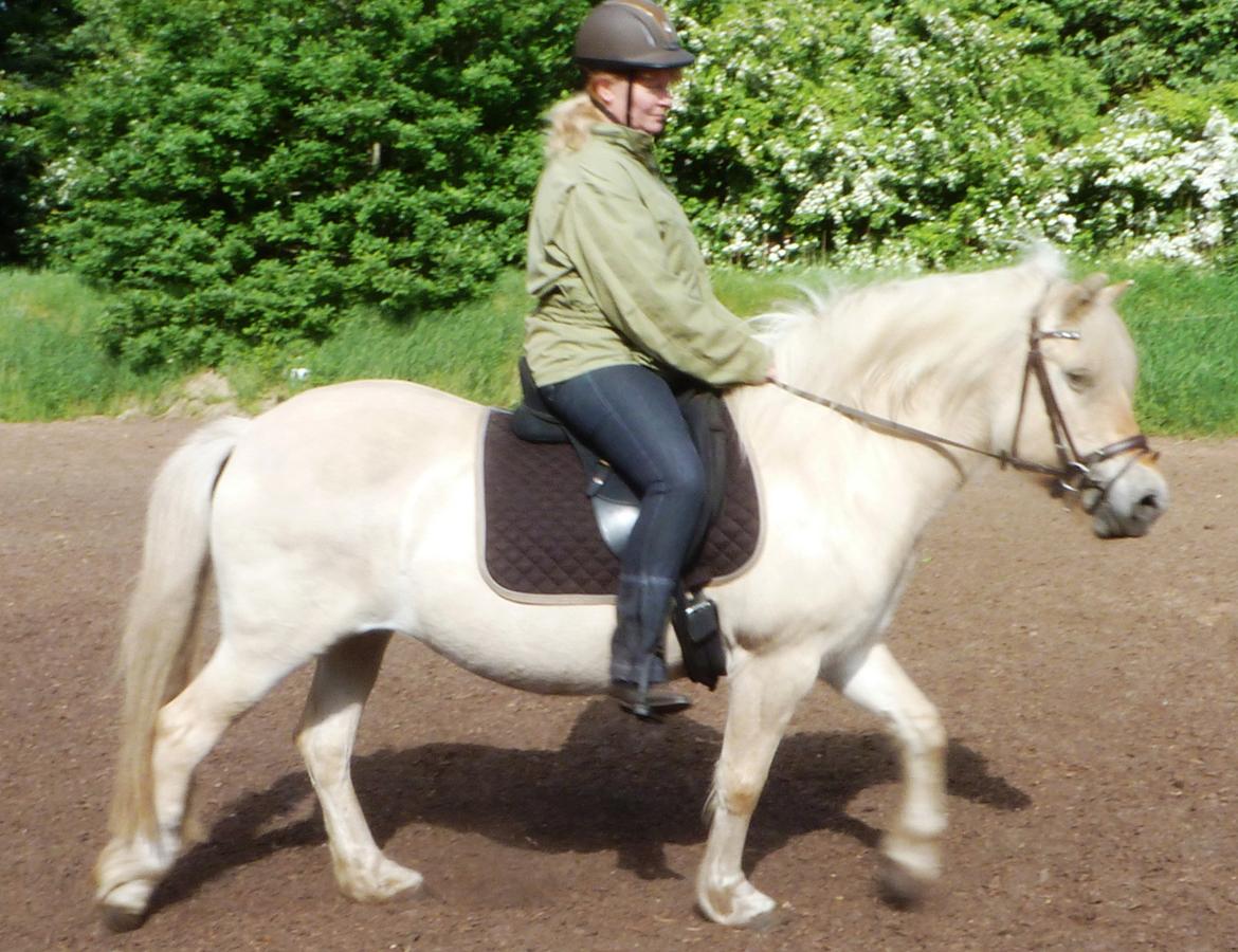 Anden særlig race Islænder miks Tøssen billede 15