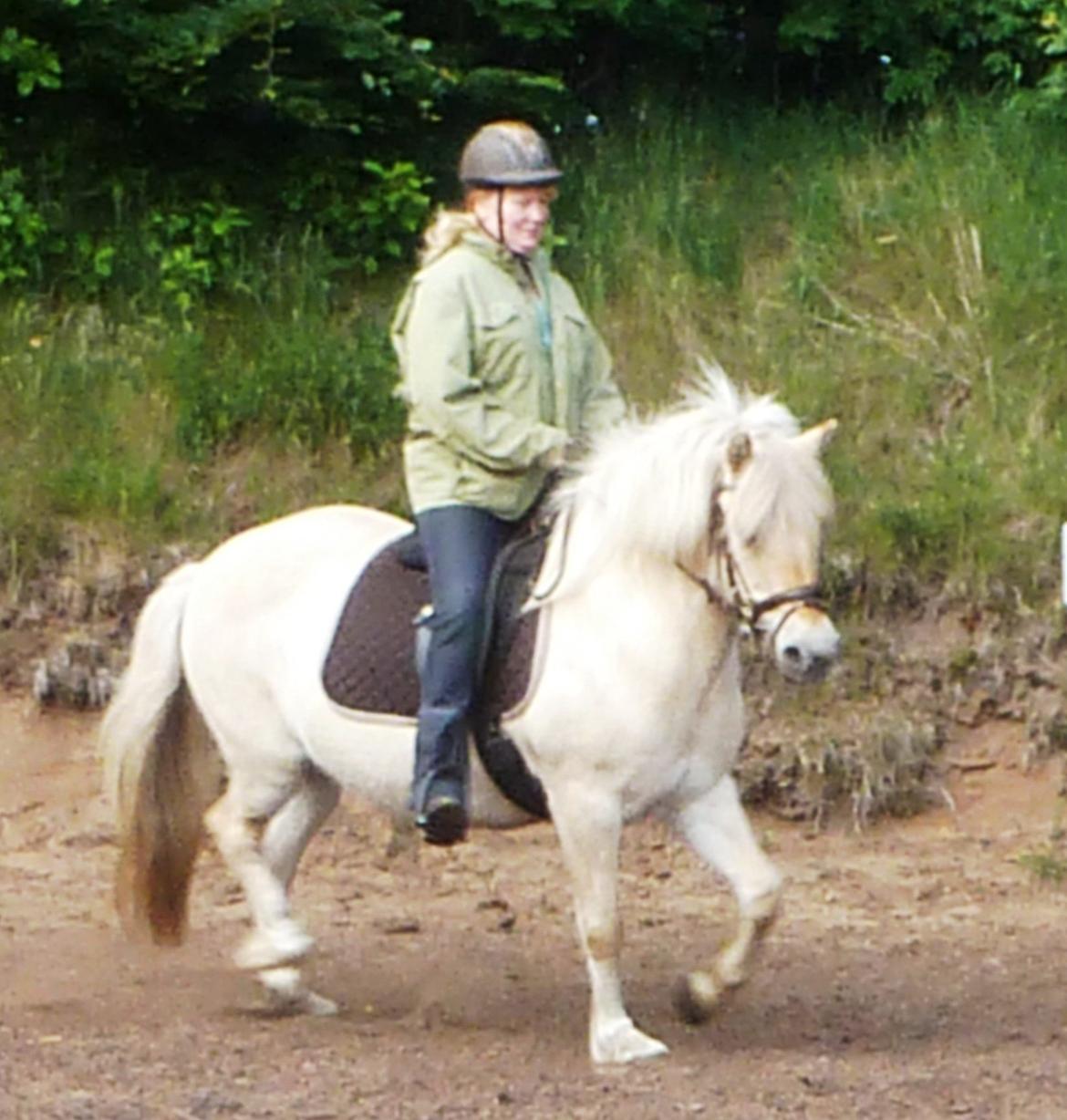 Anden særlig race Islænder miks Tøssen billede 16