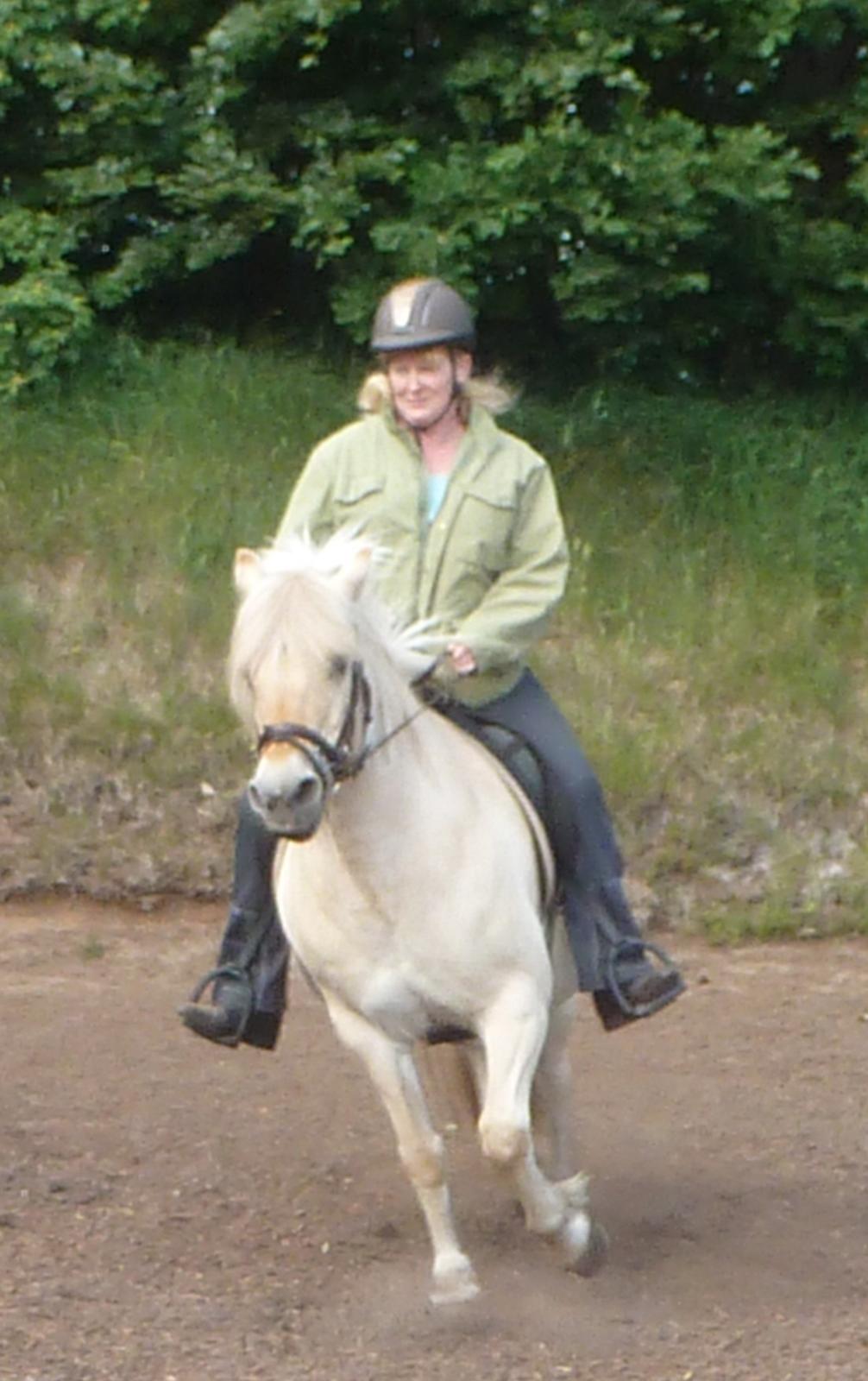 Anden særlig race Islænder miks Tøssen billede 17