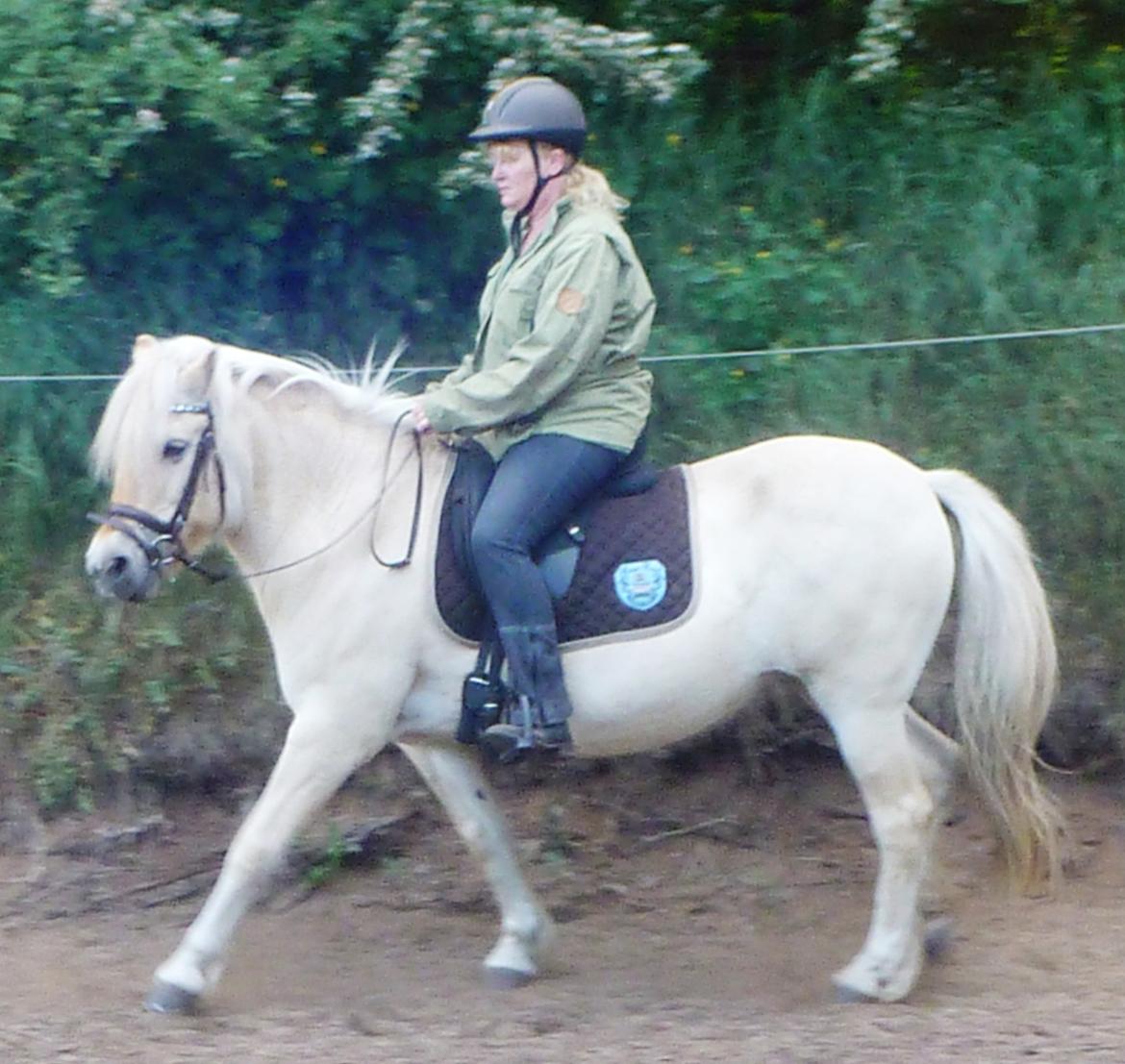 Anden særlig race Islænder miks Tøssen billede 18