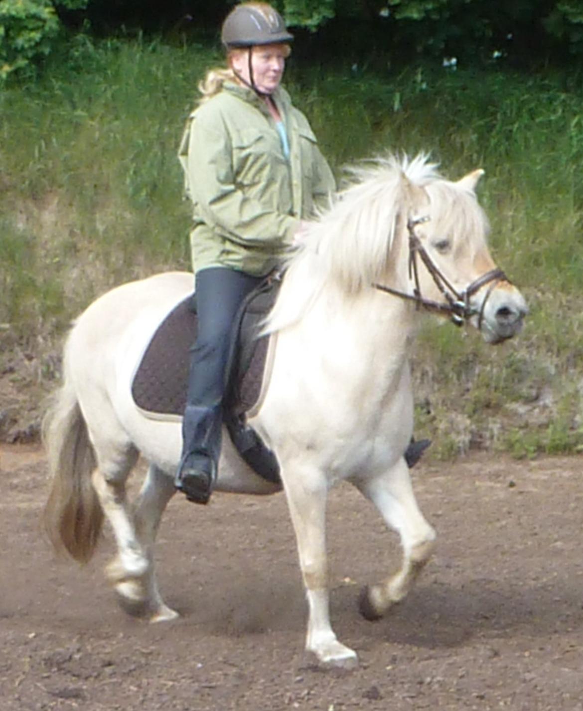 Anden særlig race Islænder miks Tøssen billede 19