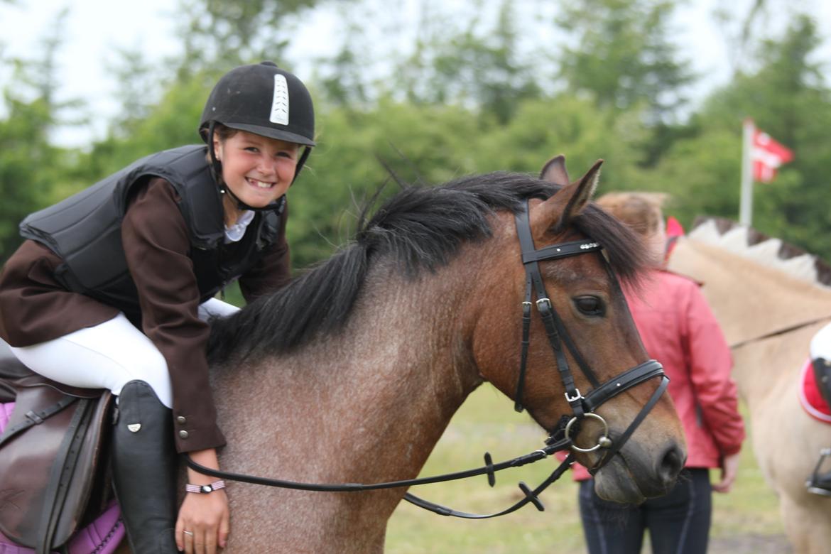 Welsh Partbred (Sec F) Kildegård Laura - efter stævne, du er for dejlig minskattt <3 <3 billede 16