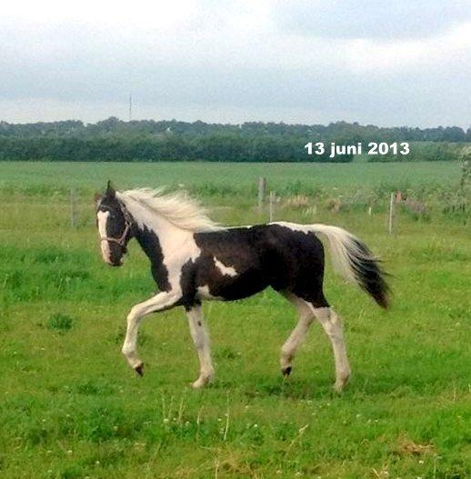 Pinto Savanna billede 9