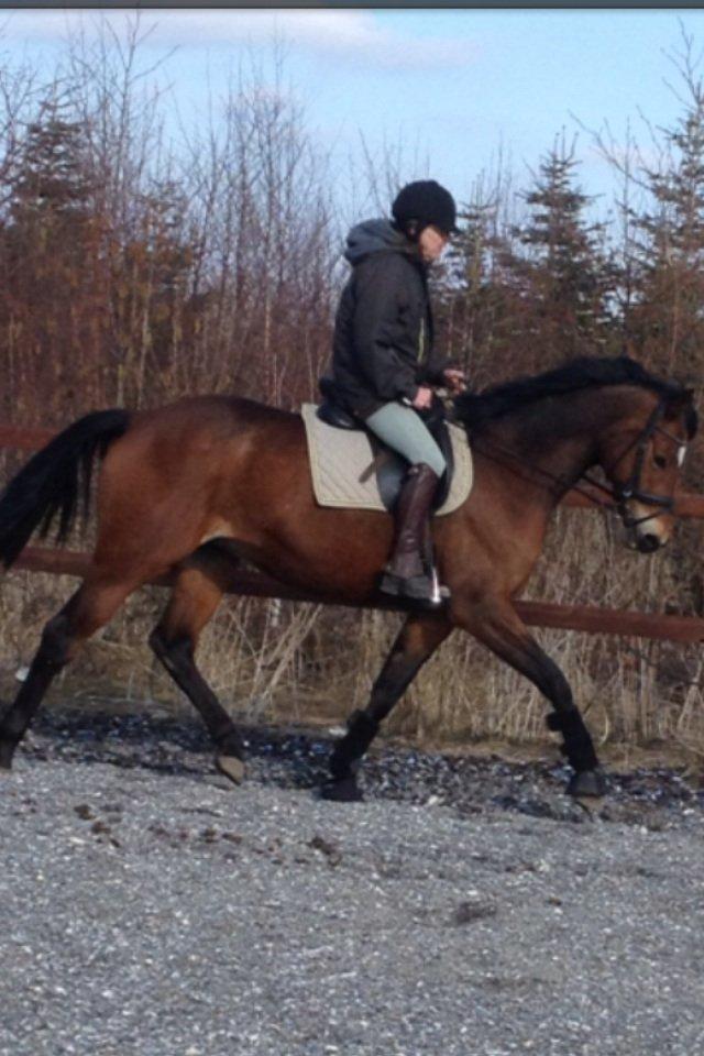 Trakehner Anastasia billede 15