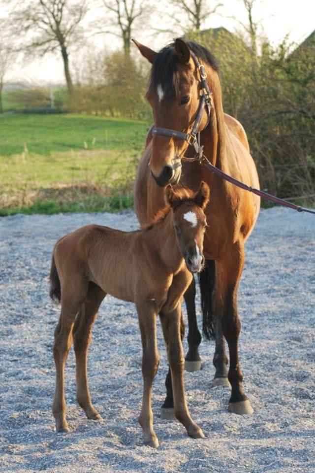 Trakehner Anastasia billede 16