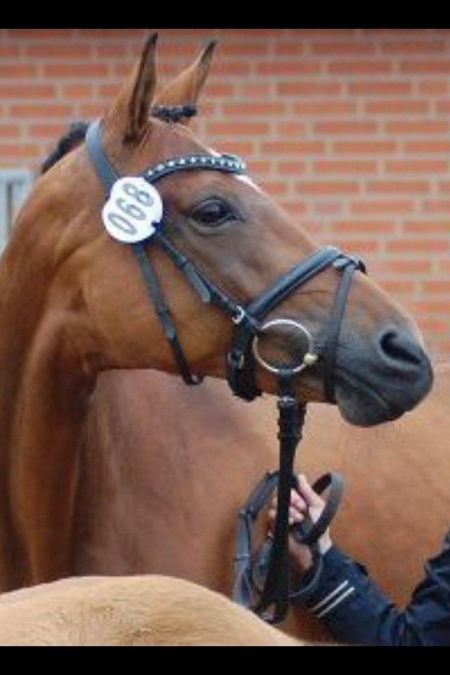 Trakehner Anastasia billede 17