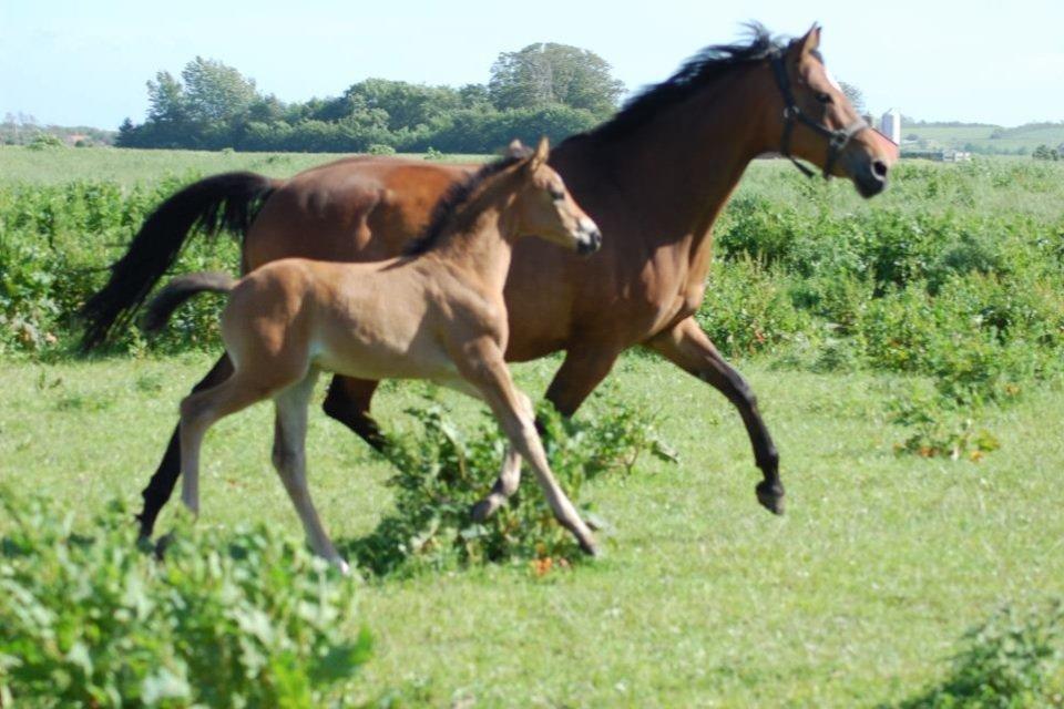 Trakehner Anastasia billede 18