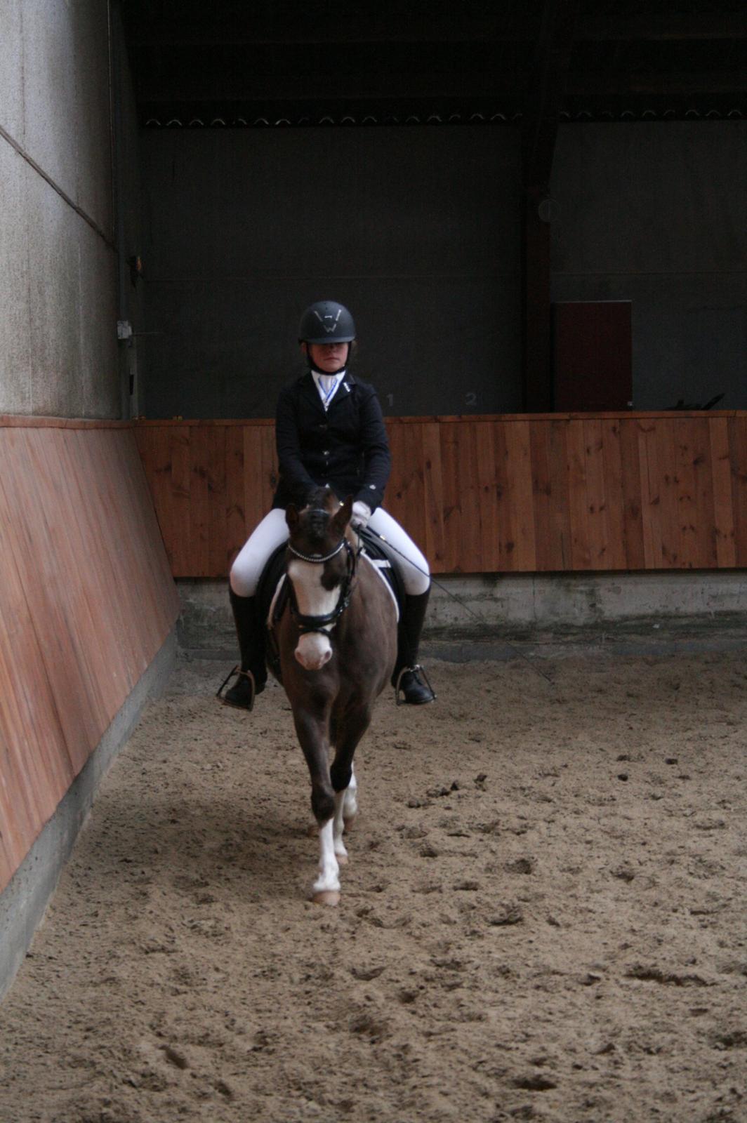 Welsh Pony (sec B) F.H. Bjerregårds Wonder - det handler ikke om at finde en man kan leve med det handler om at finde en man ikke kan leve uden!<3 billede 20