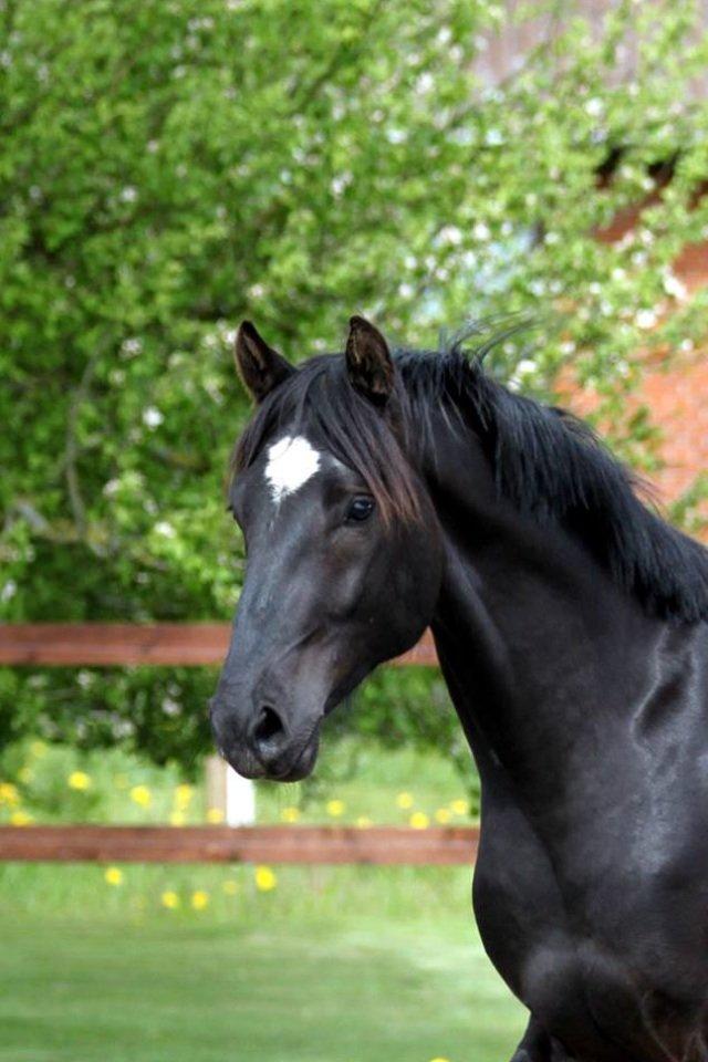 Anden særlig race jens billede 5