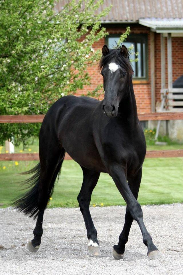 Anden særlig race jens billede 6