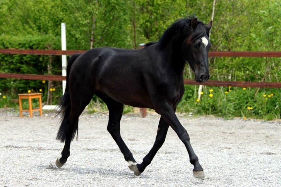 Anden særlig race jens billede 8