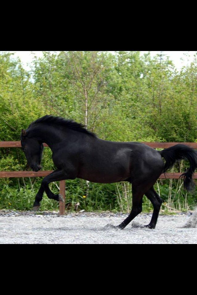 Anden særlig race jens billede 9