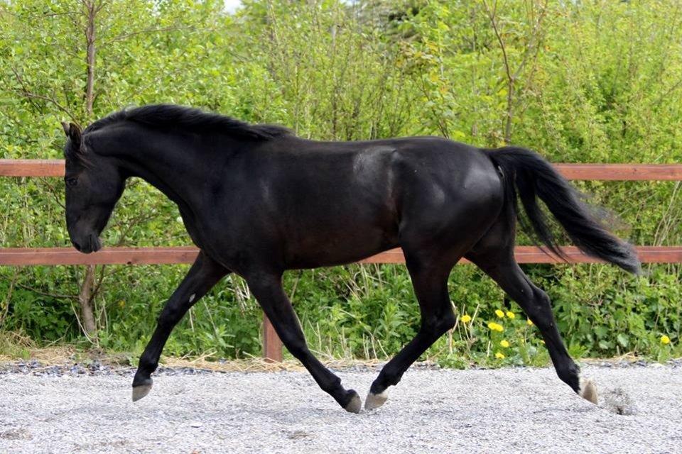 Anden særlig race jens billede 10