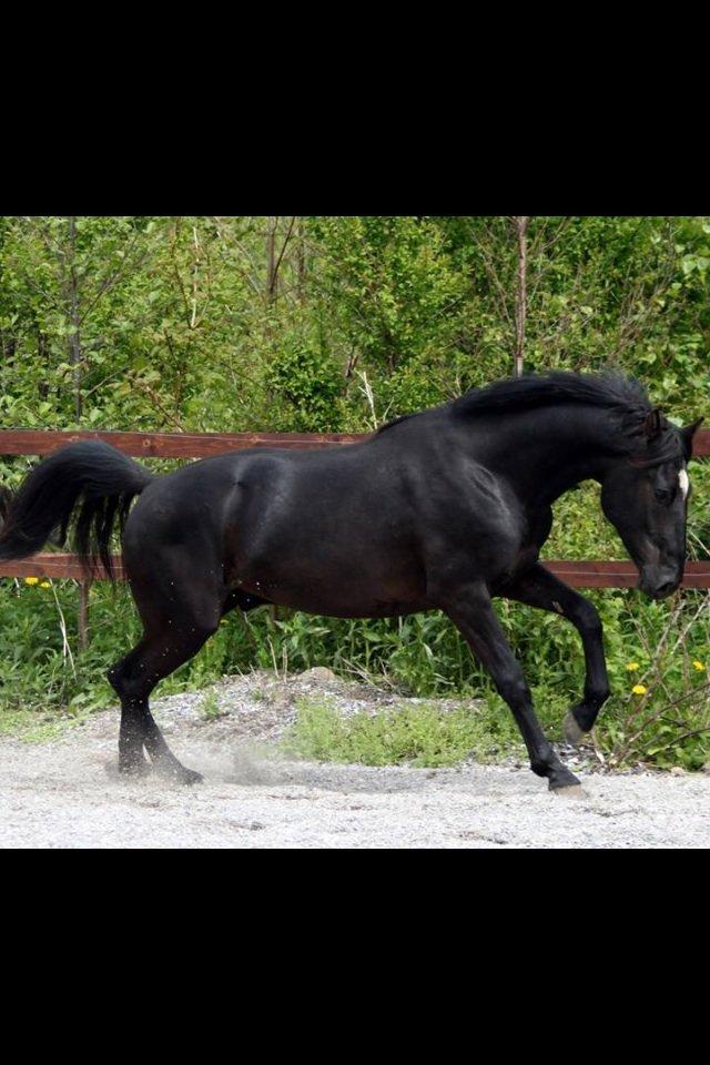 Anden særlig race jens billede 11