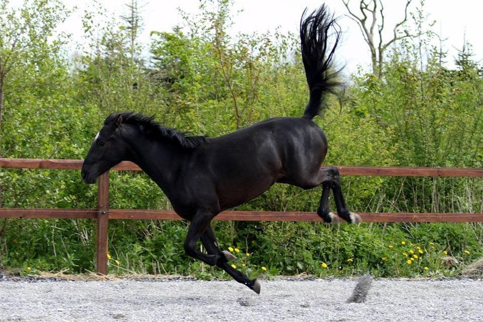 Anden særlig race jens billede 13