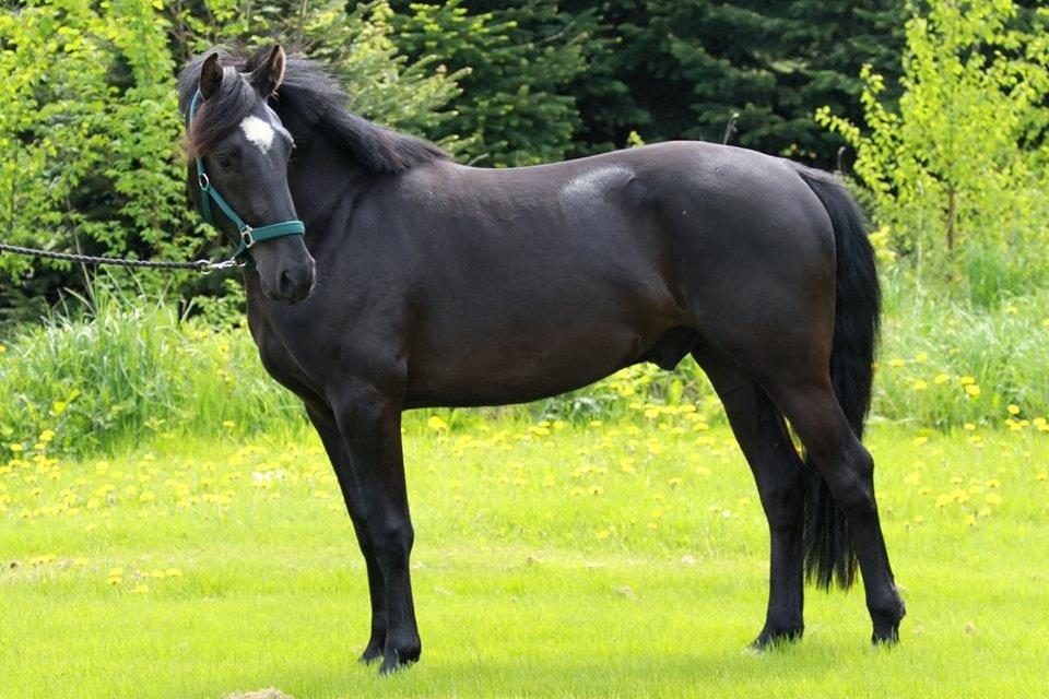 Anden særlig race jens billede 14