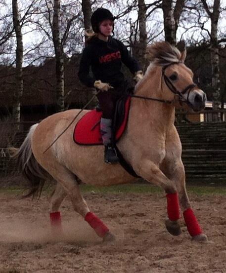 Fjordhest Emil Halsnæs<3 ( Mit Et Og Alt<3) - Dressur-Træning D 20-05/13
sammen med Tini <33
( Billede Taget af josefine) (Mig) billede 3