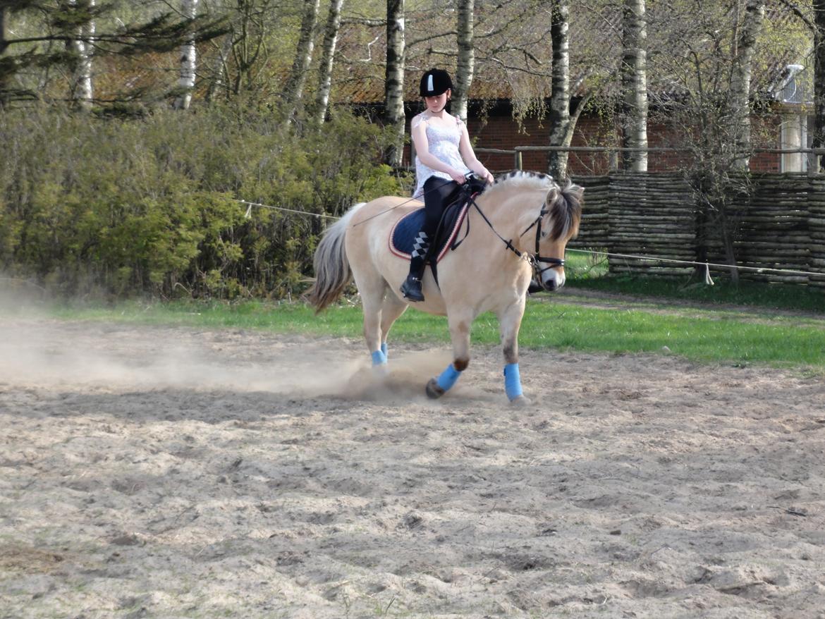 Fjordhest Emil Halsnæs<3 ( Mit Et Og Alt<3) - Dressur-Træning D. 22-05/13 
(Undskyld min Stilling/holdning. Men jeg er Spring rytter. og er ved at træne min holdning i Dressur) billede 4
