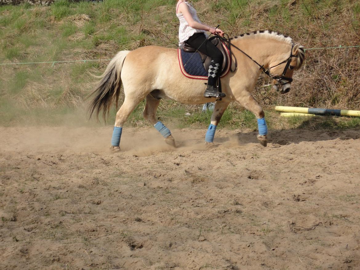 Fjordhest Emil Halsnæs<3 ( Mit Et Og Alt<3) - Dressur-Træning D. 22-05/13 
(Undskyld min Stilling/holdning. Men jeg er Spring rytter. og er ved at træne min holdning i Dressur) billede 6