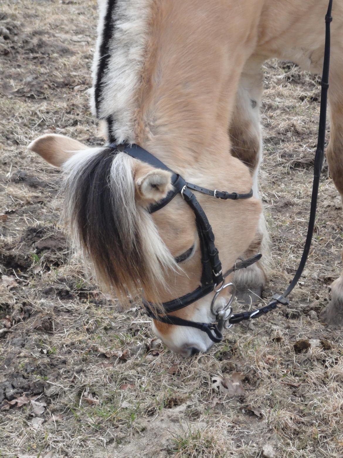 Fjordhest Emil Halsnæs<3 ( Mit Et Og Alt<3) - Et billede der siger mere end tusinde ord :* <3
 billede 7