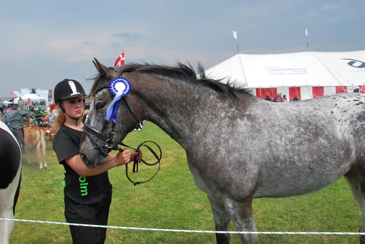 Knabstrupper elmelunds lua lani solgt billede 16